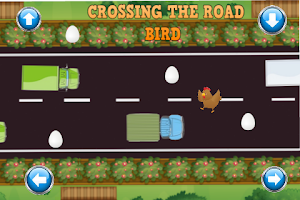 Crossing the road : Bird