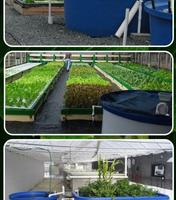 Aquaponic Farm Design