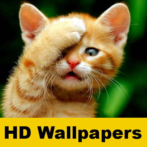 Cat wallpapers and funny pics