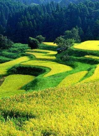 Rice Terrace Puzzle