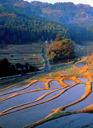 Rice Terrace Puzzle