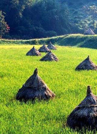 Rice Terrace Puzzle