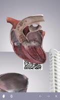 Cardiology 3D Small Animals