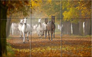 Puzzle - Beautiful Horses