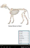 Small Animal Fracture Mgmt