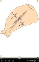 Small Animal Fracture Mgmt