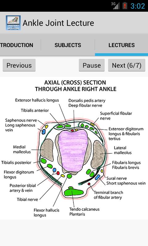 Anatomy of the Ankle Joint