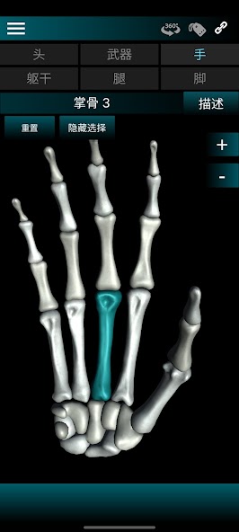 Osseous System in 3D (Anatomy)