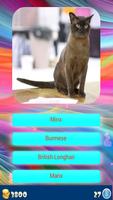 Cat Breeds - Identify Your Cat