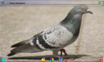 Pigeon Wallpapers