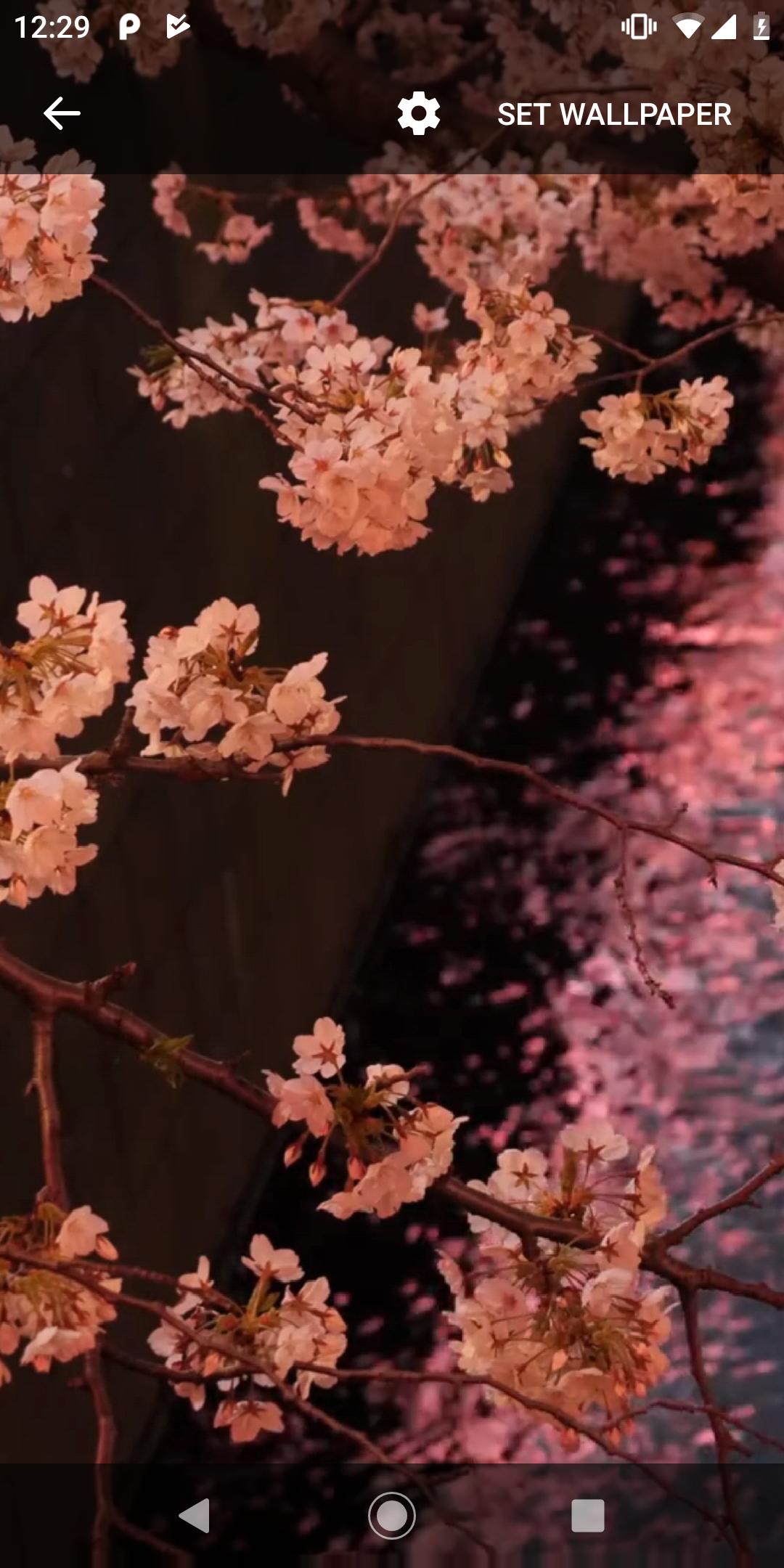 Japanese Sakura Garden Video W