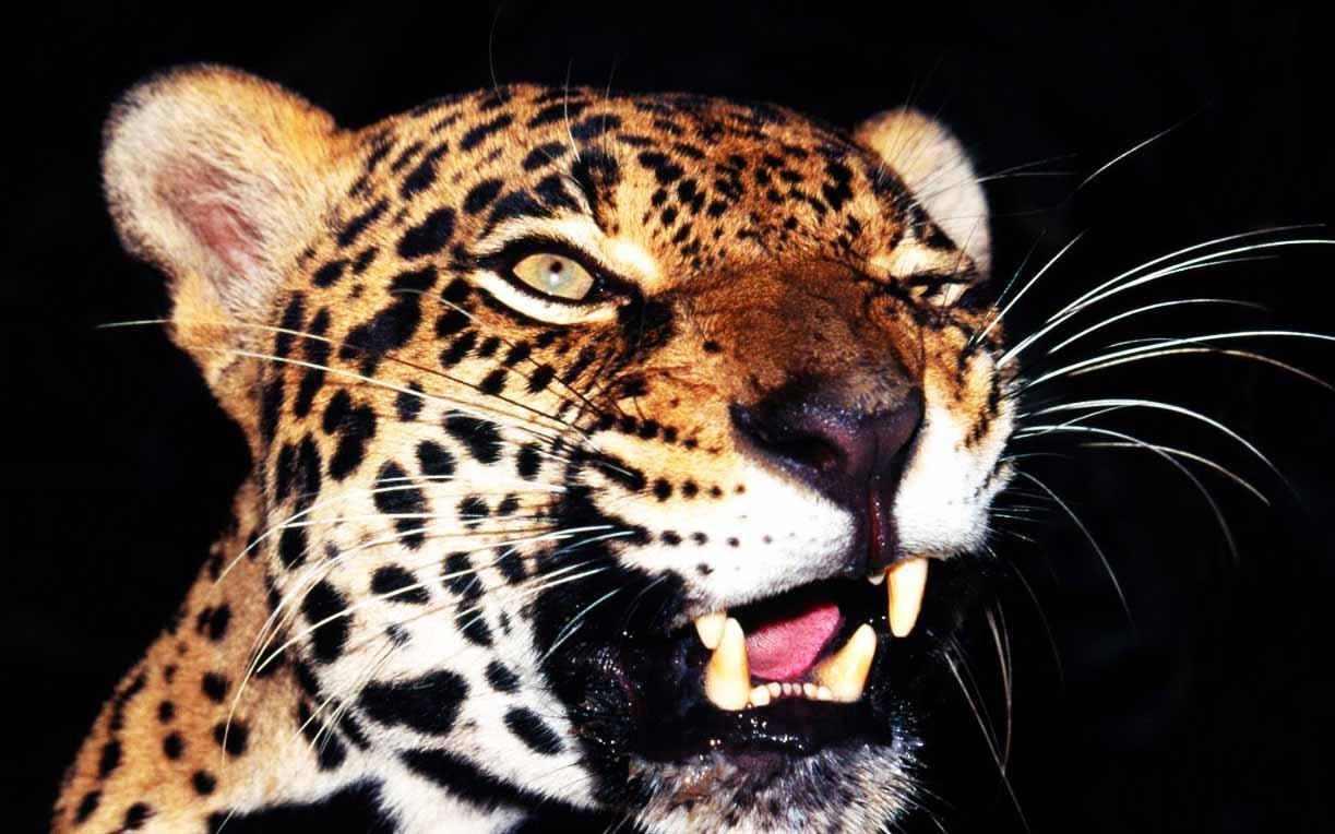 Leopard 3D