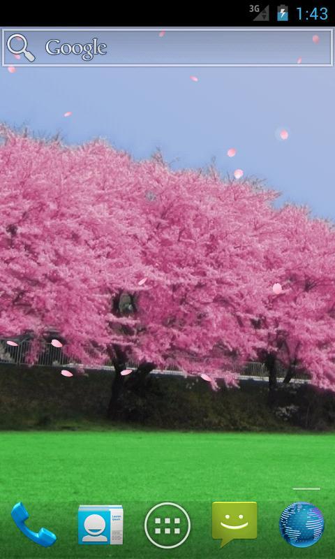 Cherry blossoms