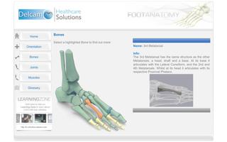 Foot Anatomy