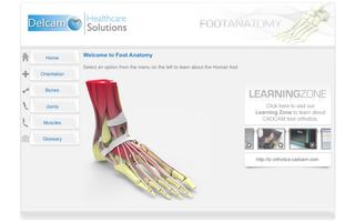 Foot Anatomy