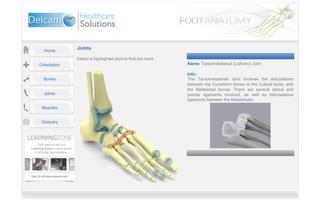 Foot Anatomy