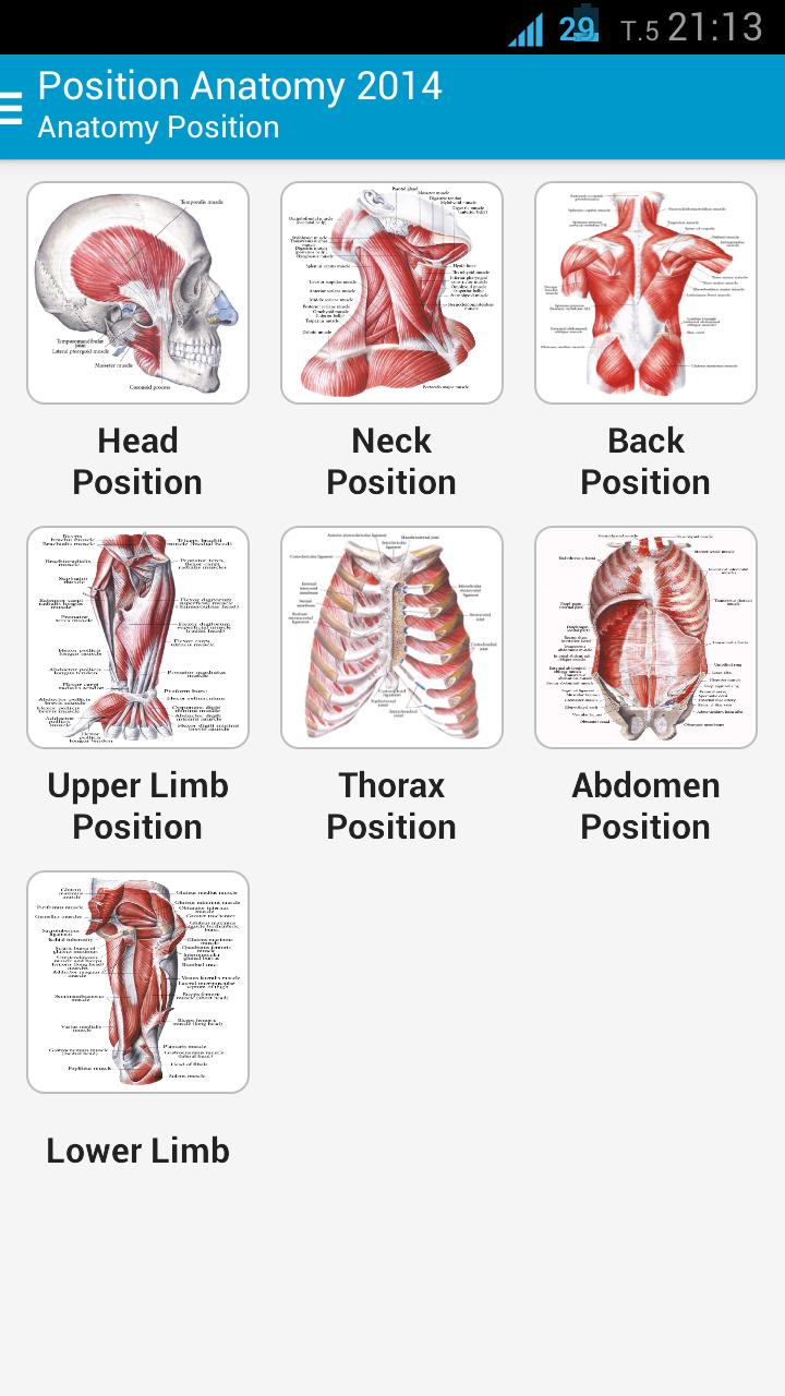 Human Anatomy Position