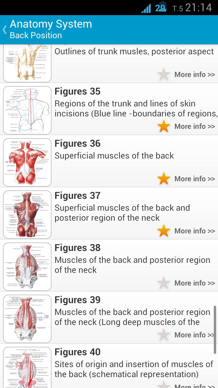 Human Anatomy Position