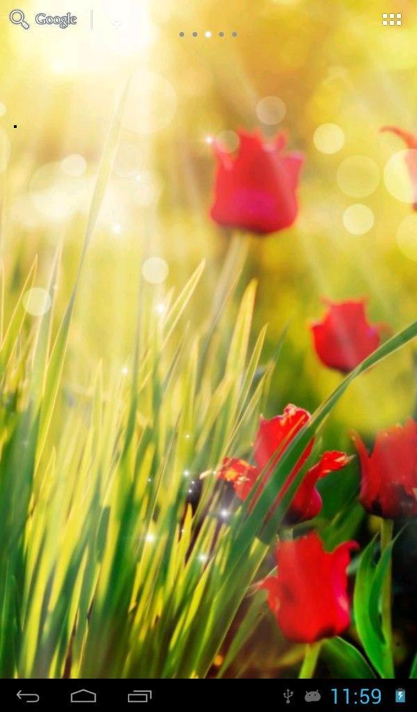 Sunny tulips