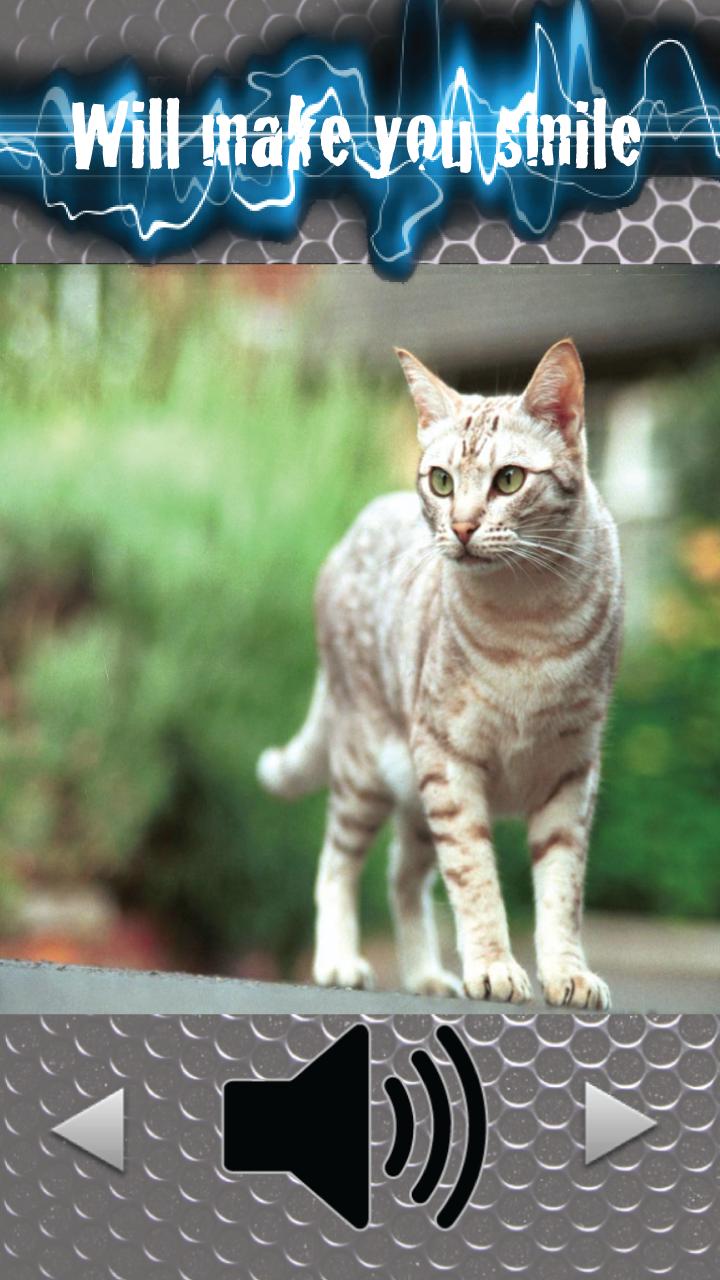 Kitty Cat Sounds