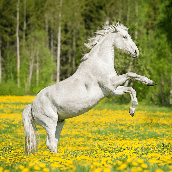 Horses Jigsaw Puzzle Games