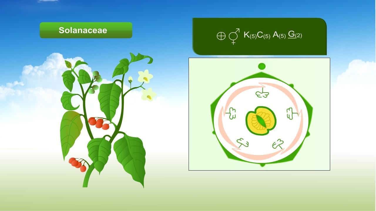 Plant Families