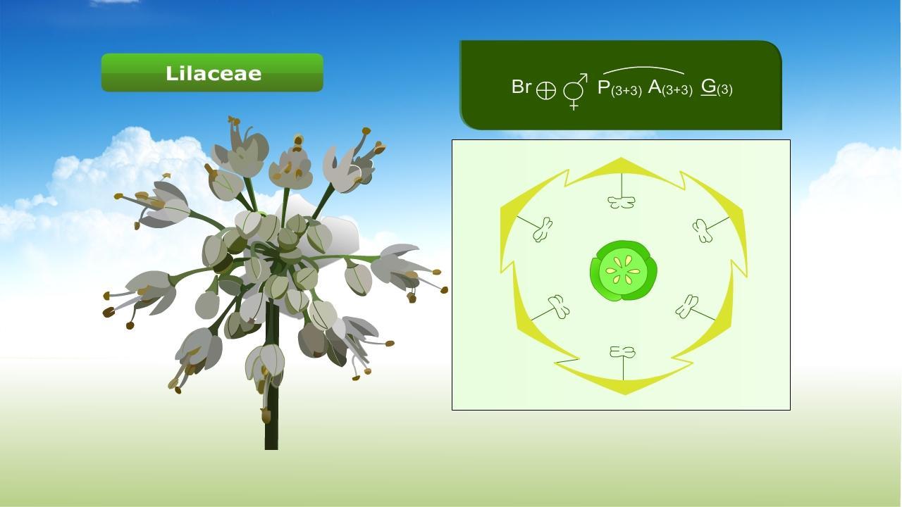 Plant Families
