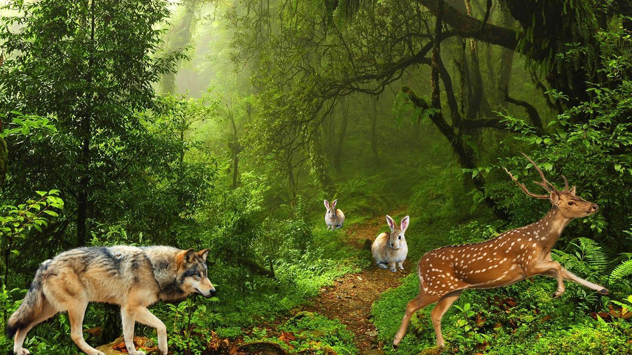 Wolf Sniper Hunting