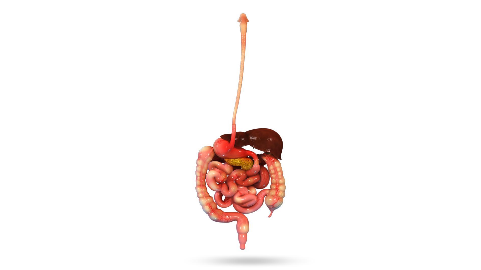 VR Human Alimentary Canal