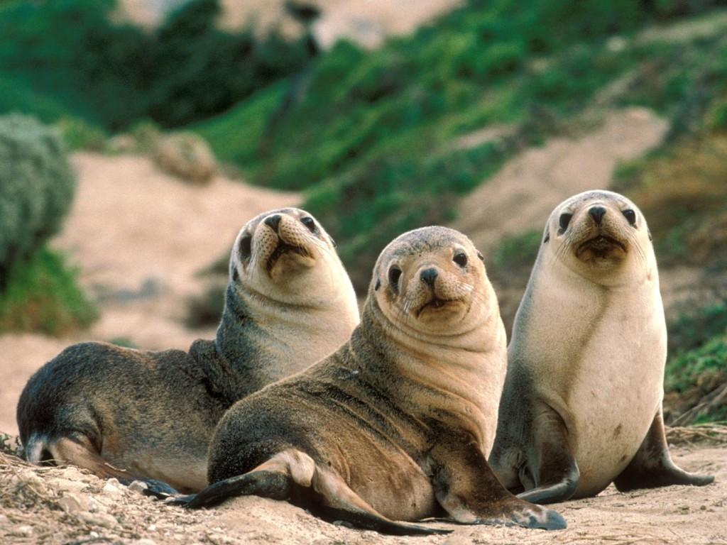 Animals Wallpapers Vol. 2.