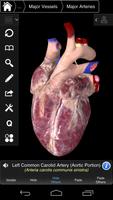 Essential Anatomy 3 for Orgs.