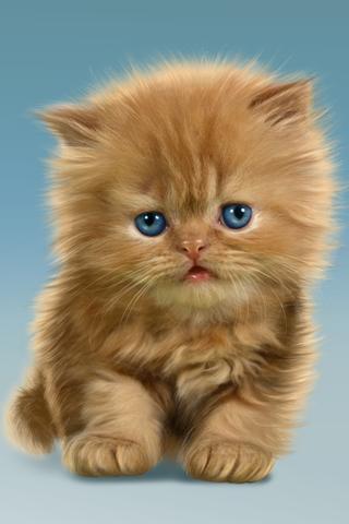Baby Cat, Cute Live Wallpaper