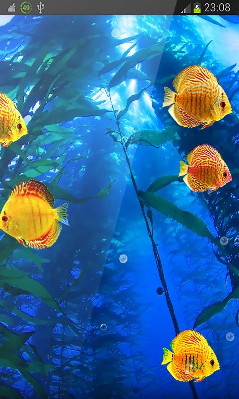 Gold Fish Cute Aquarium hd LWP