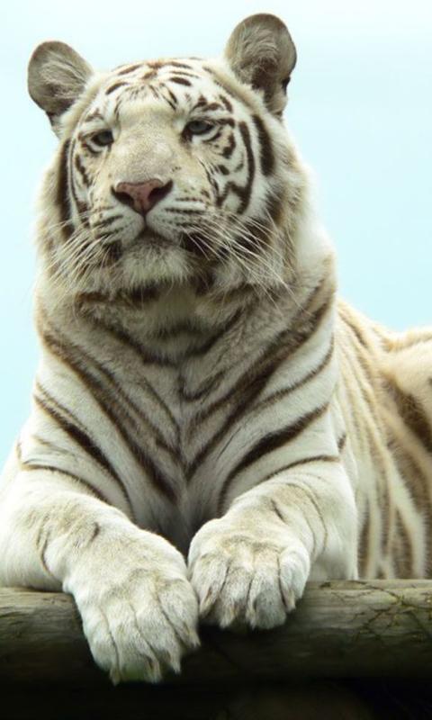 White tiger wallpapers