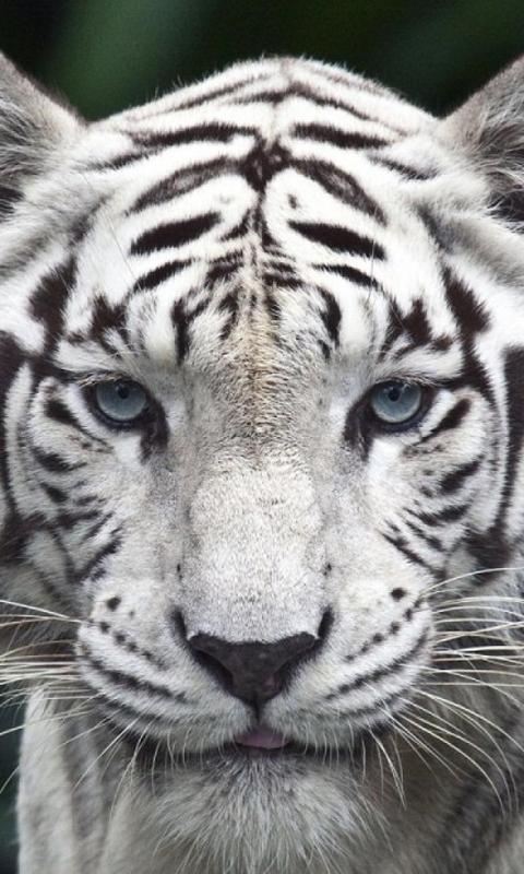 White tiger wallpapers