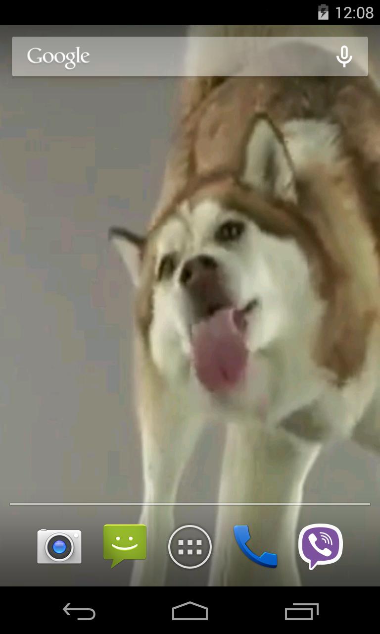 Husky licks glass Video LWP