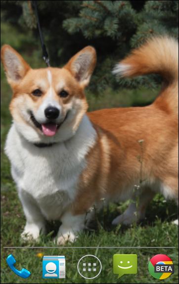 Corgi Pups Live Wallpaper