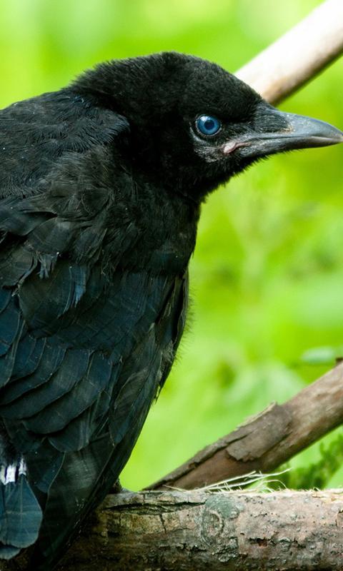 Raven Live Wallpaper