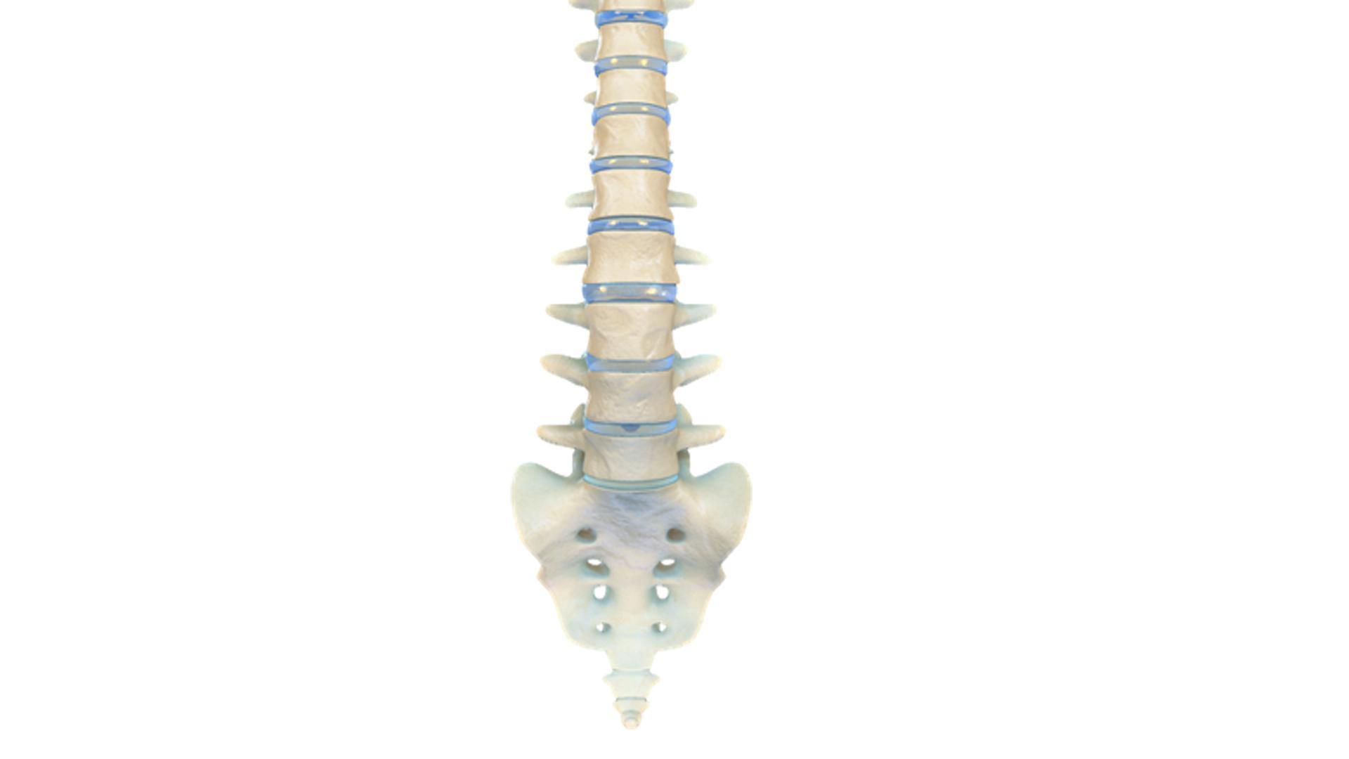 VR Human Spine