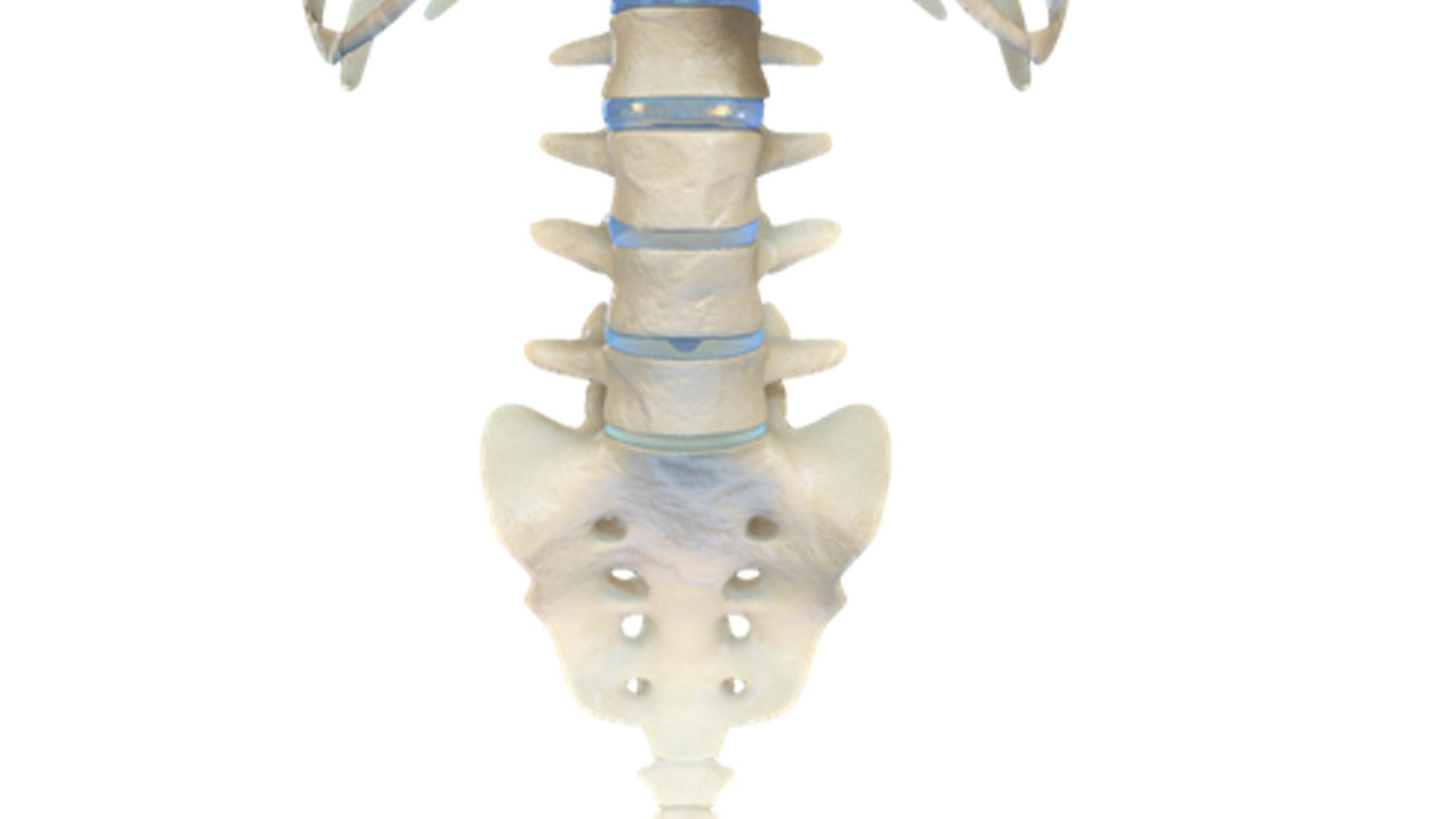 VR Human Spine
