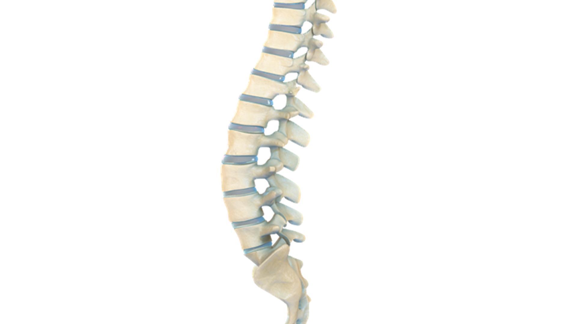 VR Human Spine