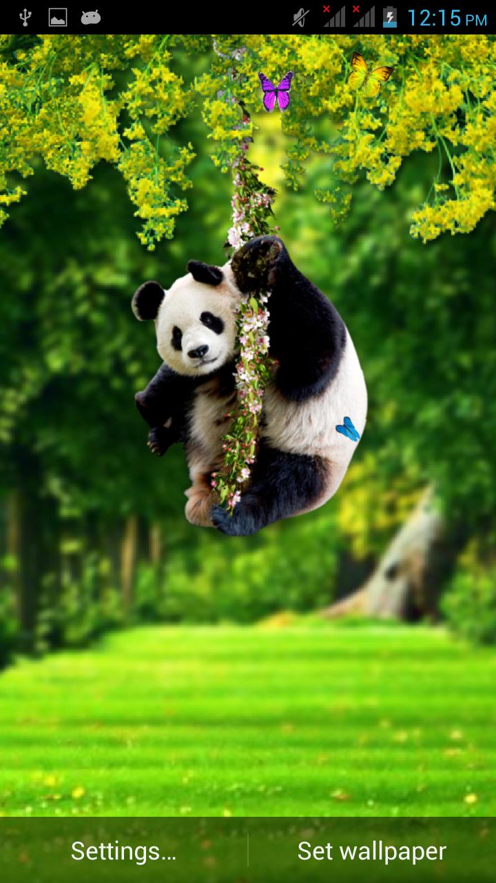 Funny Panda Live Wallpaper
