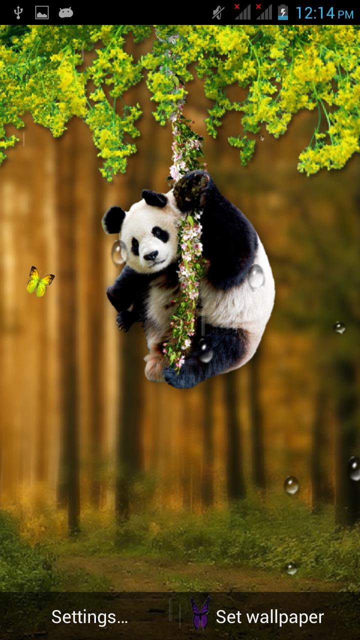 Funny Panda Live Wallpaper