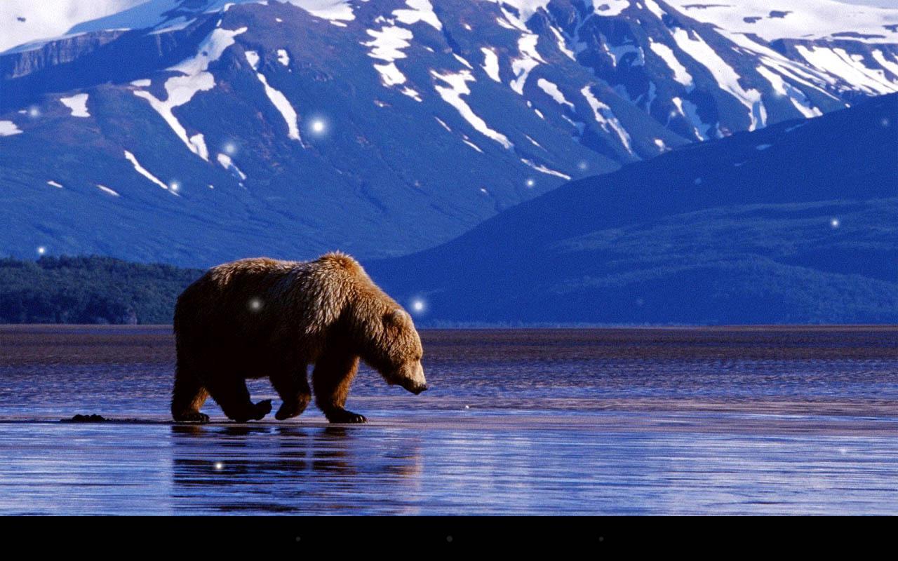 Brown Bear Live Wallpaper