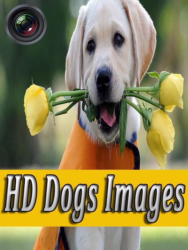 Dogs Wallpapers Galaxy s6