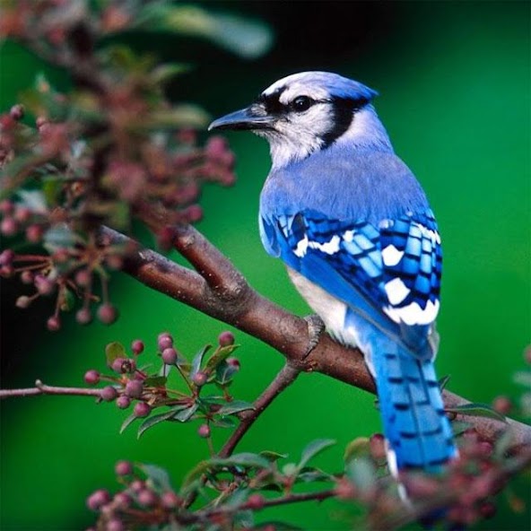 Birds Jigsaw Puzzles