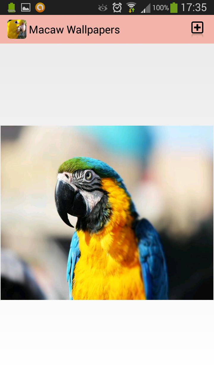 Macaw Wallpapers