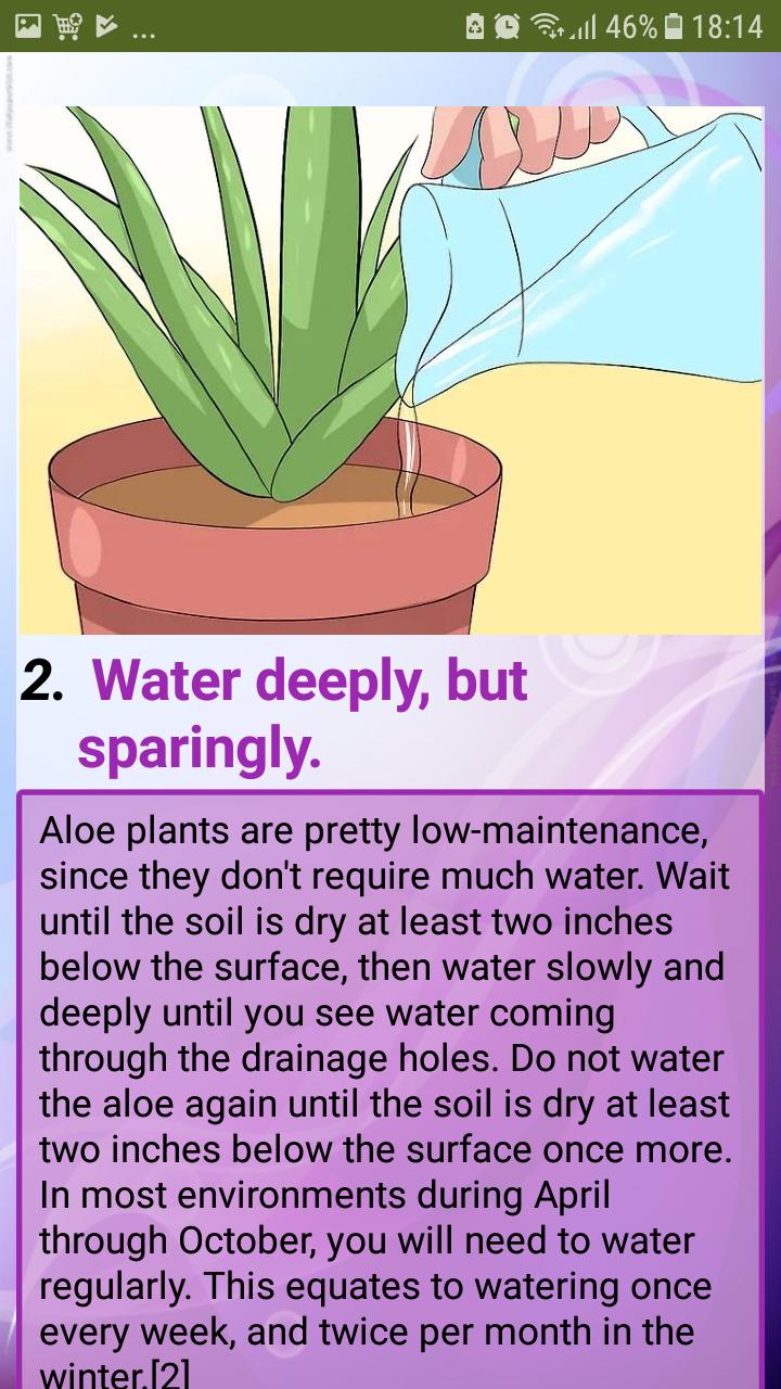 Care for Your Aloe Vera Plant