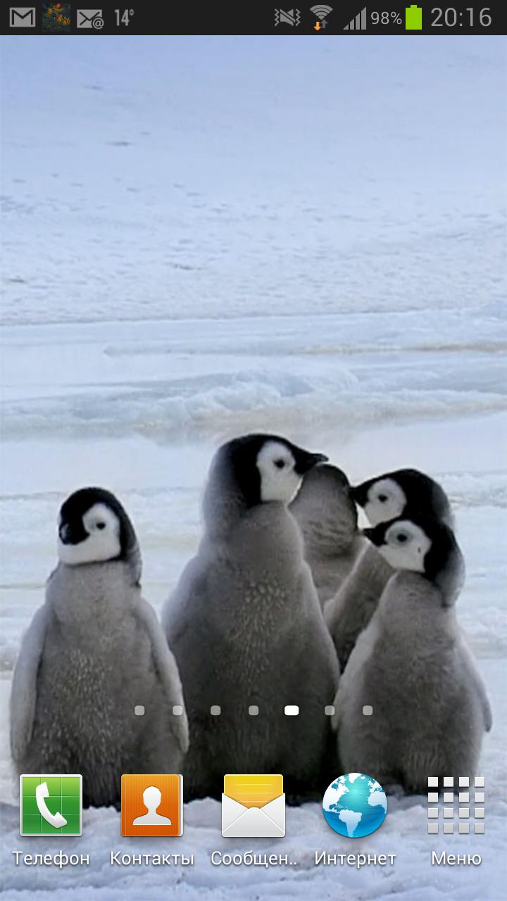 Arctic Penguins Live Wallpaper