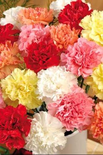 How to Draw Cute Flowers